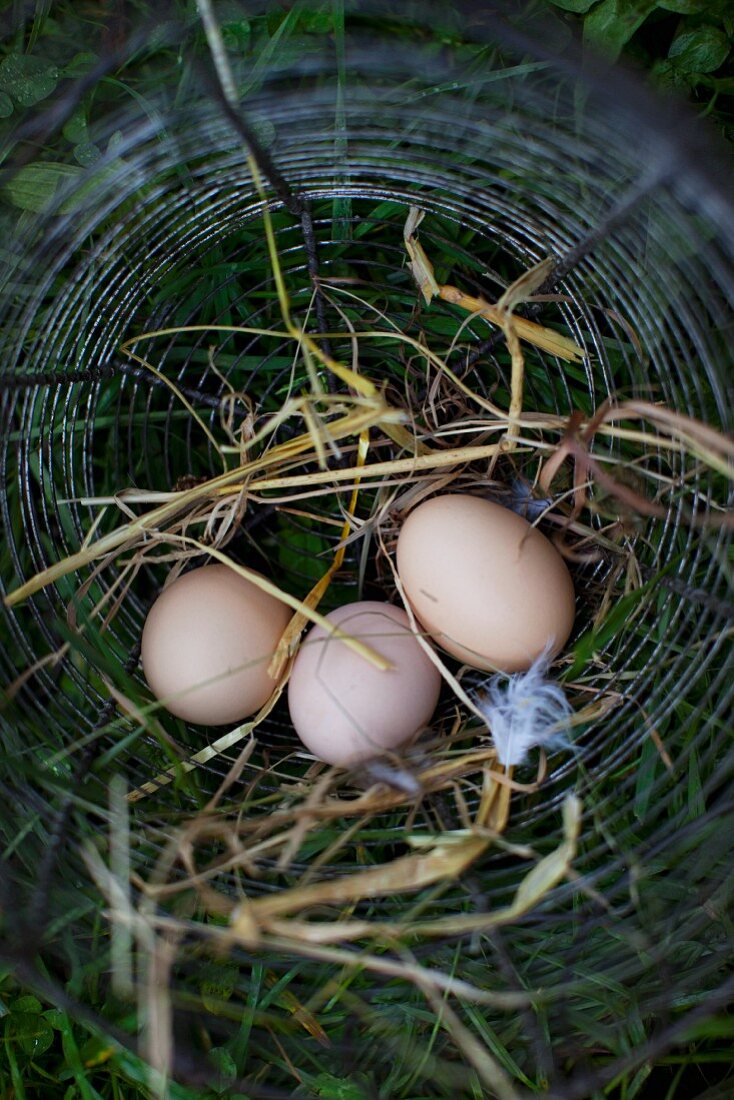 Frische Eier im Nest