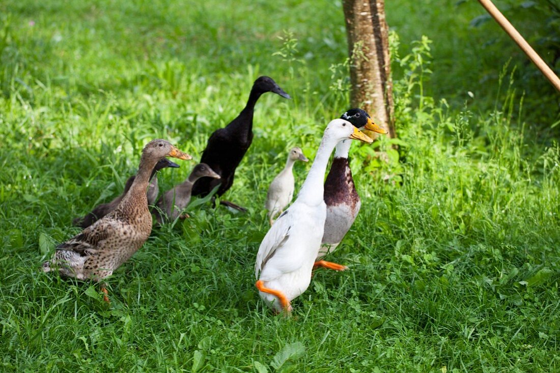 Runner ducks in a field