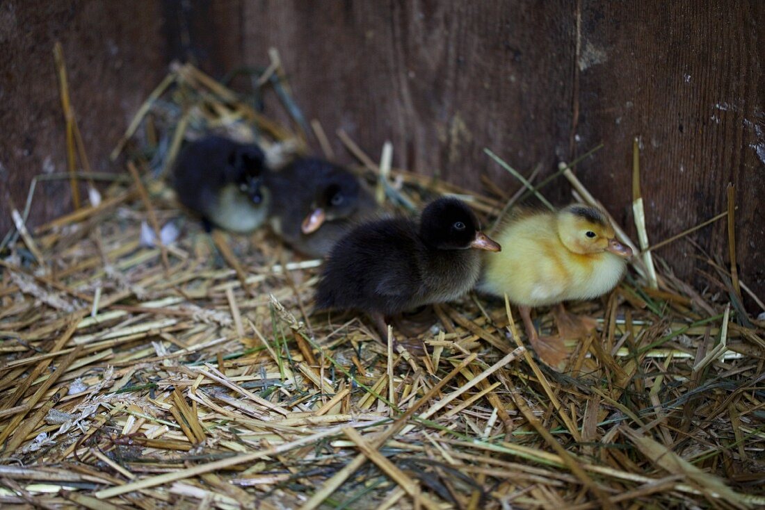 Runner duck chicks in a nest