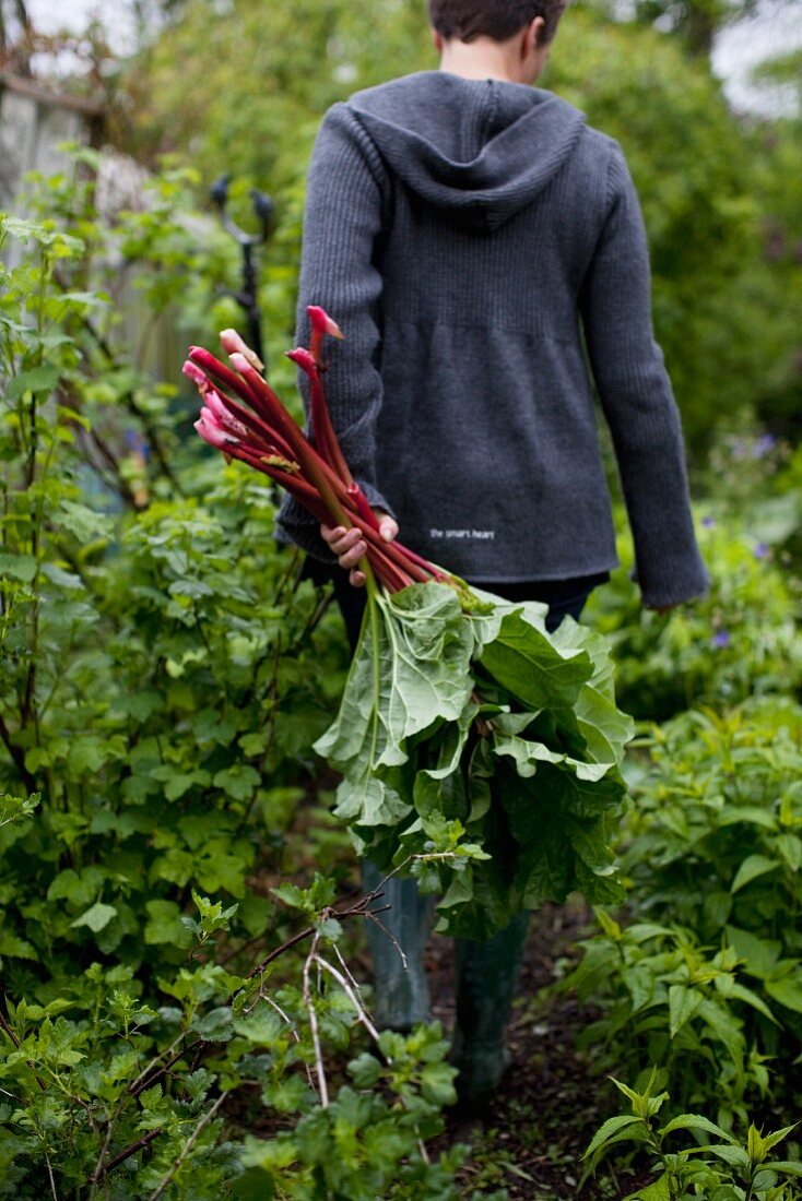 Frau erntet Rhabarber im Garten