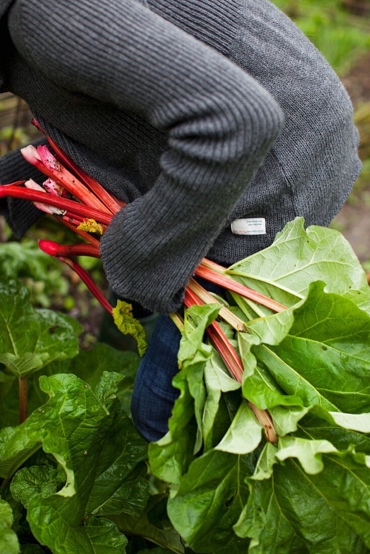 A woman harvesting rhubarb in a garden