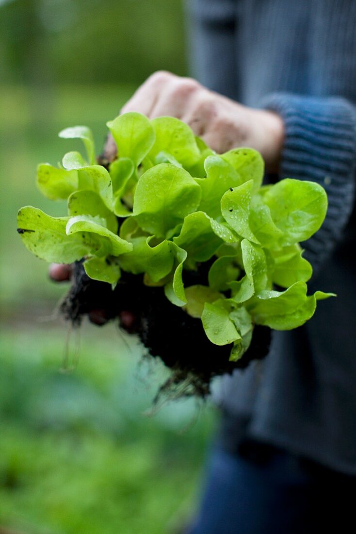 Hands holding lettuce plants