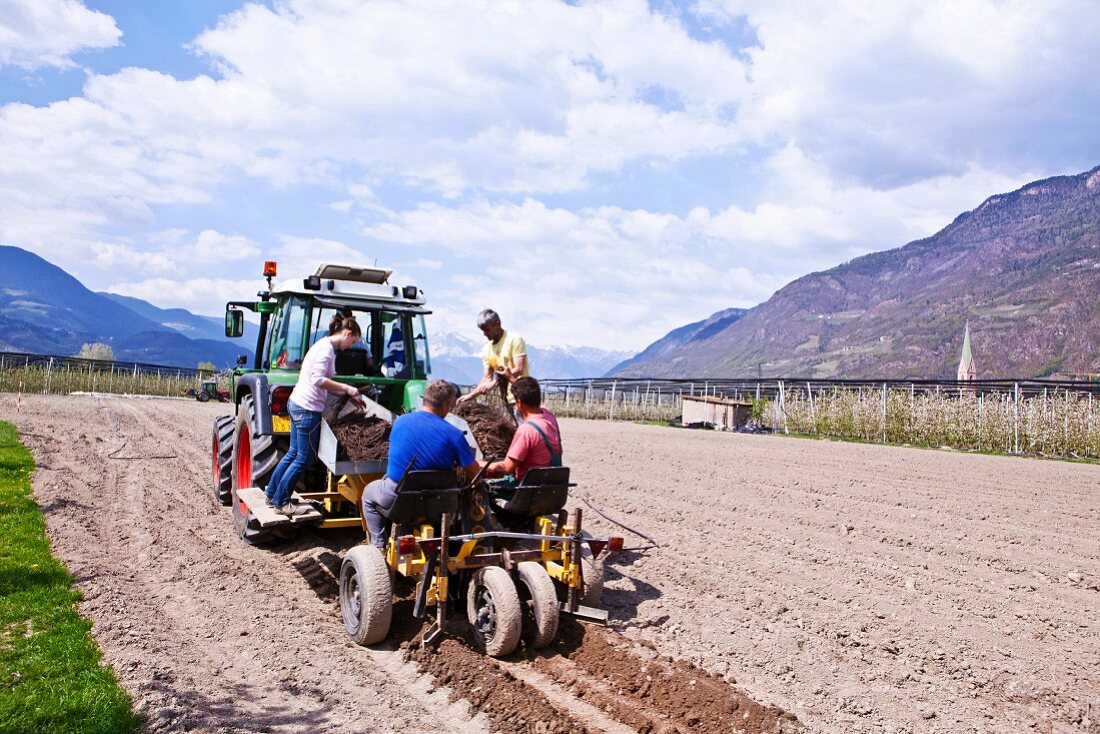 Terlan asparagus being harvested in South Tyrol