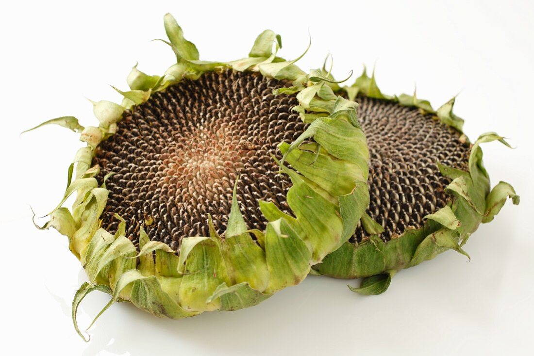 Two dried sunflowers