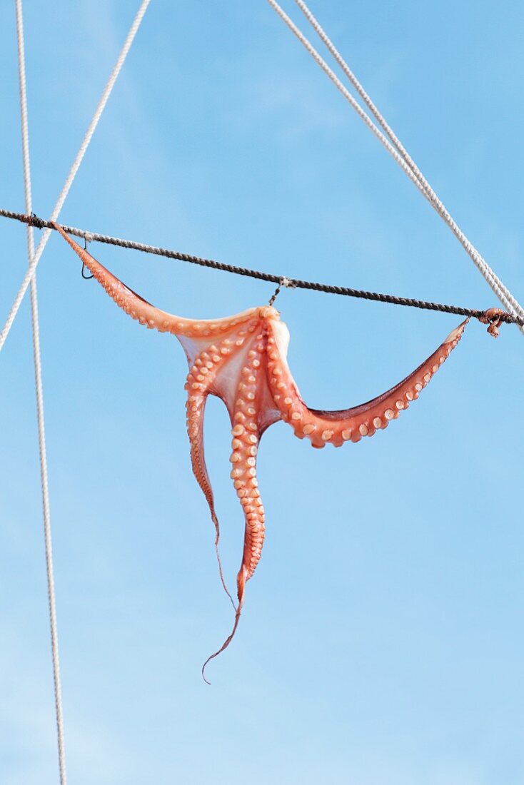 An octopus hanging out to dry