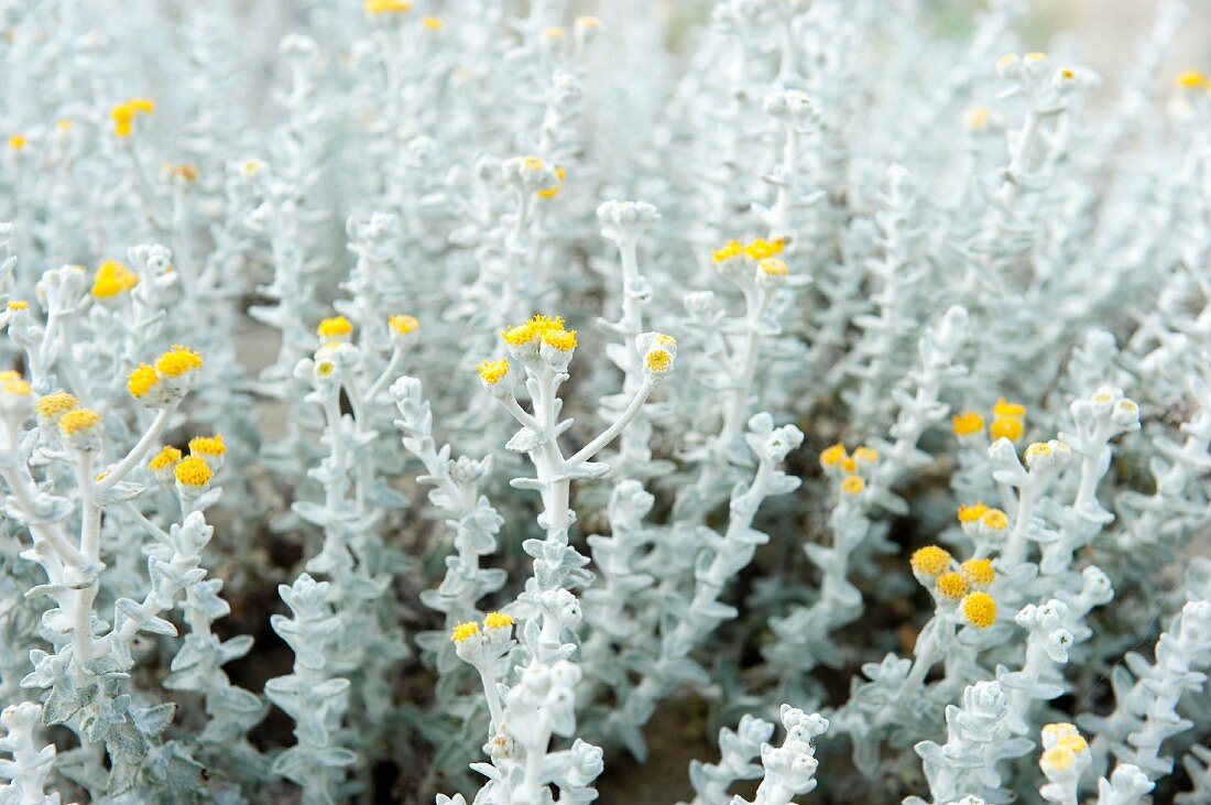 Coastal plant on Sardinia's East coast