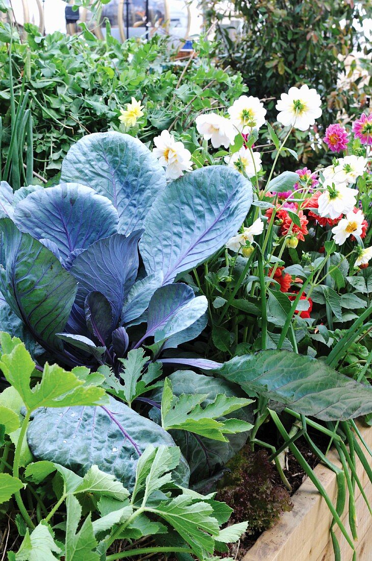 Flowers growing in a vegetable patch