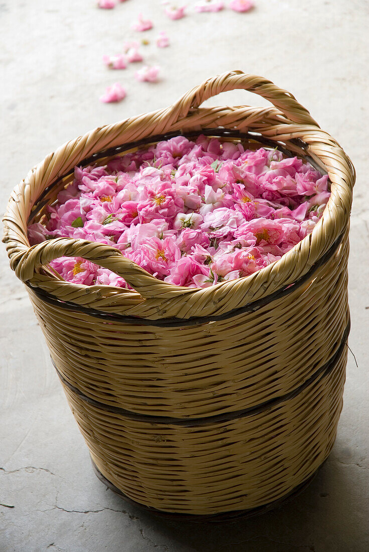 Basket with freshly picked pink petals on concrete floor