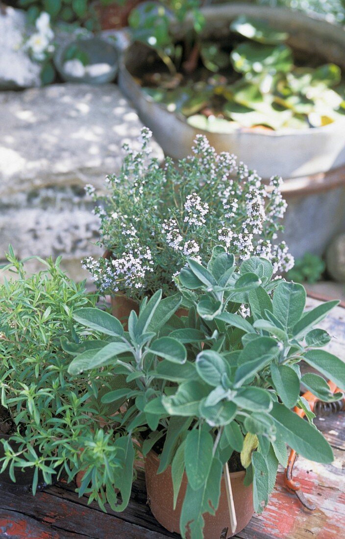 Verschiedene Kräutertöpfe im Garten