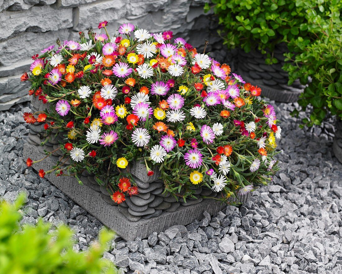 Colourful delosperma