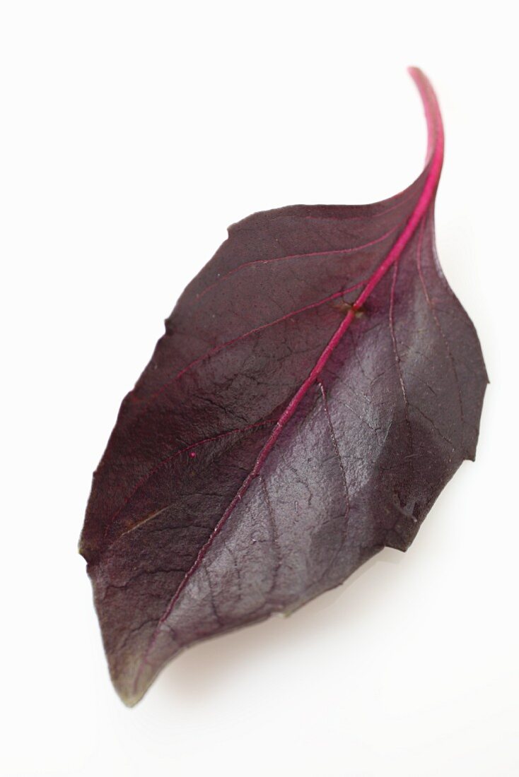 A purple basil leaf
