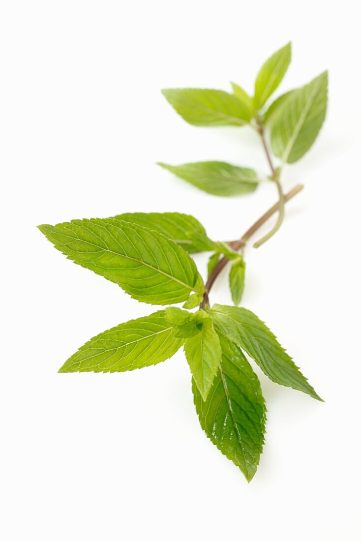 A sprig of chocolate mint