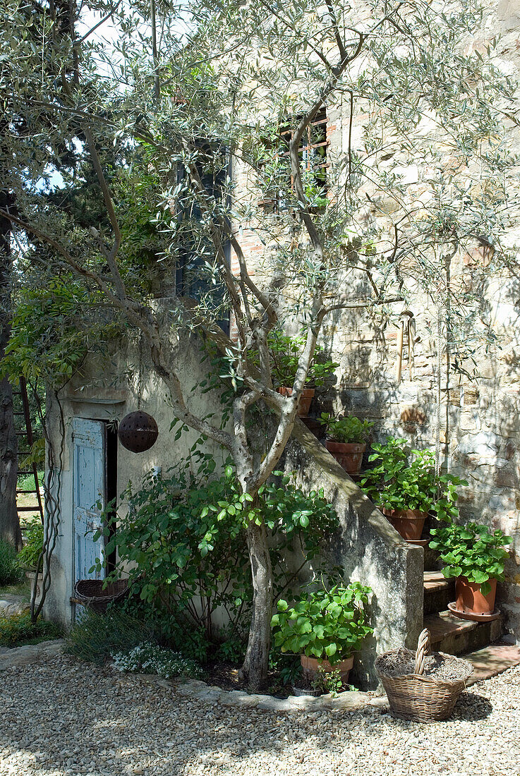 Idyllic entrance area with lots of plants in front of stone house