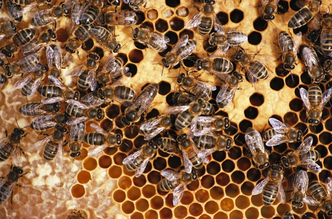 Bienen auf der Honigwabe