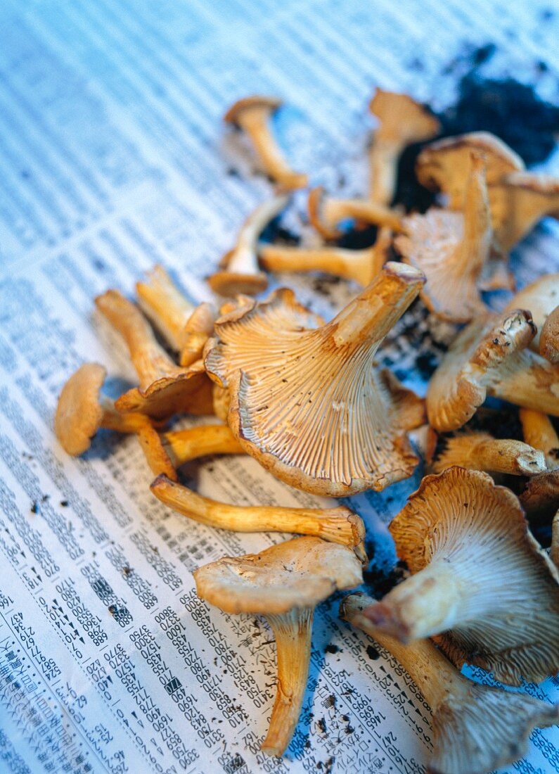 Fresh chanterelle mushrooms and soil on a piece of newspaper