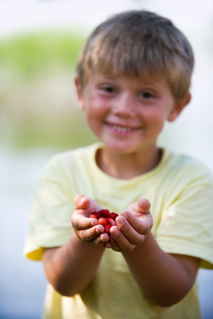 A little boy holding wild strawberries