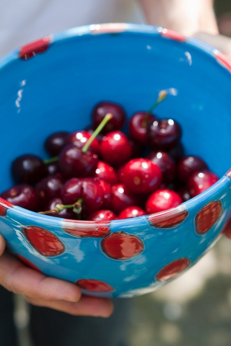 Hands holding a bowl of fresh cherries