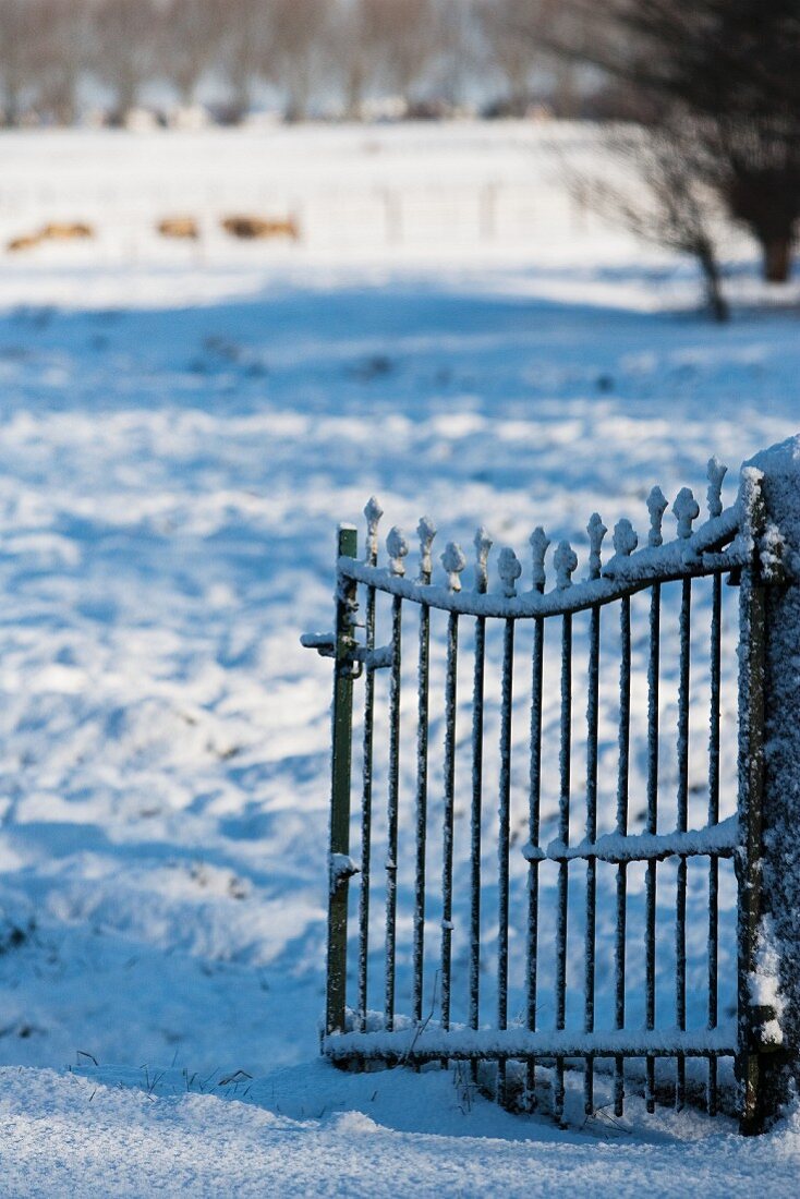 A snowy garden gate