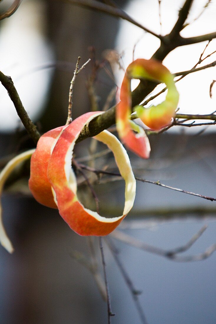 Apple peel rings on twigs