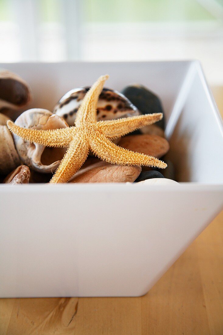 Decorative starfish, seashells and snail shells