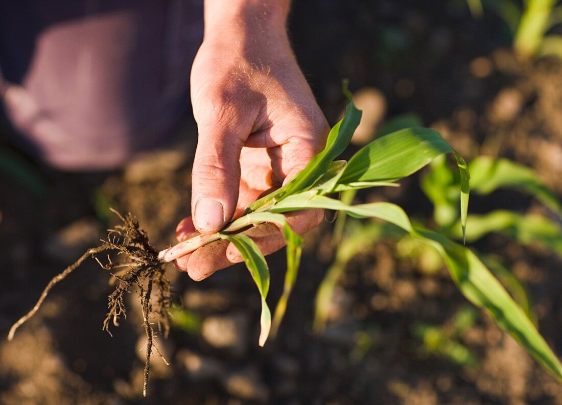 A hand holding a corn plant