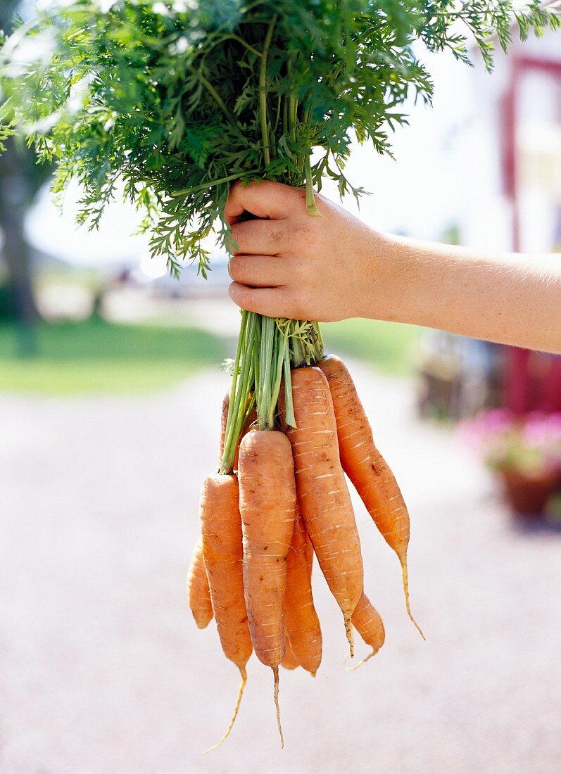 A hand holding a bunch of fresh carrots