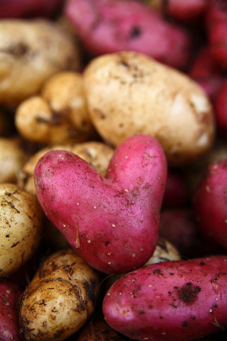 A red, heart-shaped potato
