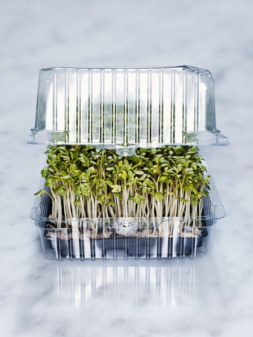 Fresh cress in a plastic container