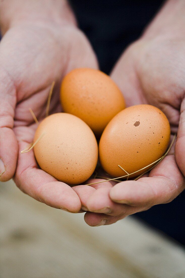 Hands holding brown eggs