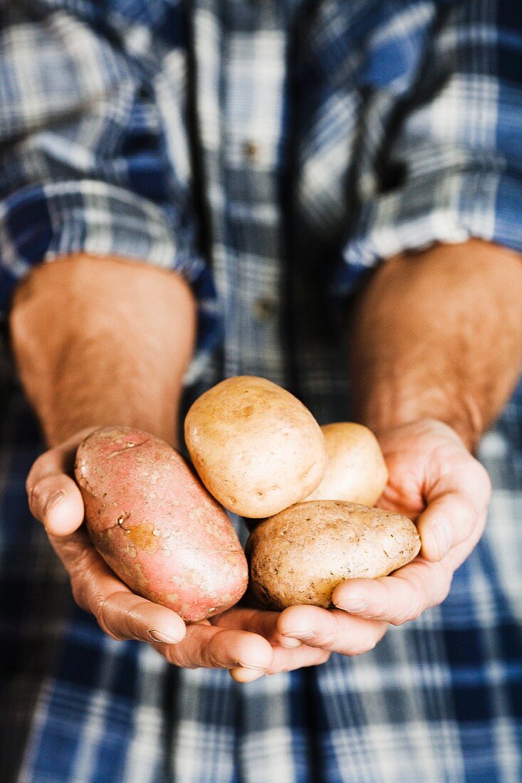 Mann hält frisch geerntete Kartoffeln