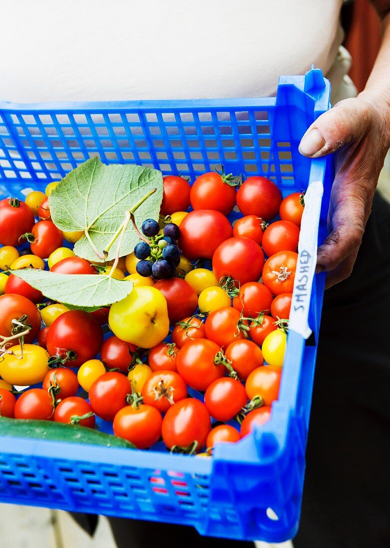 A person holding a crate of tomatoes and grapes