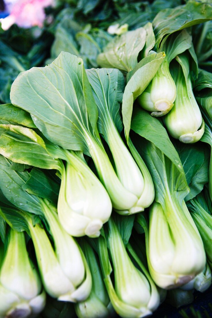 Viele Pak Choi, gestapelt