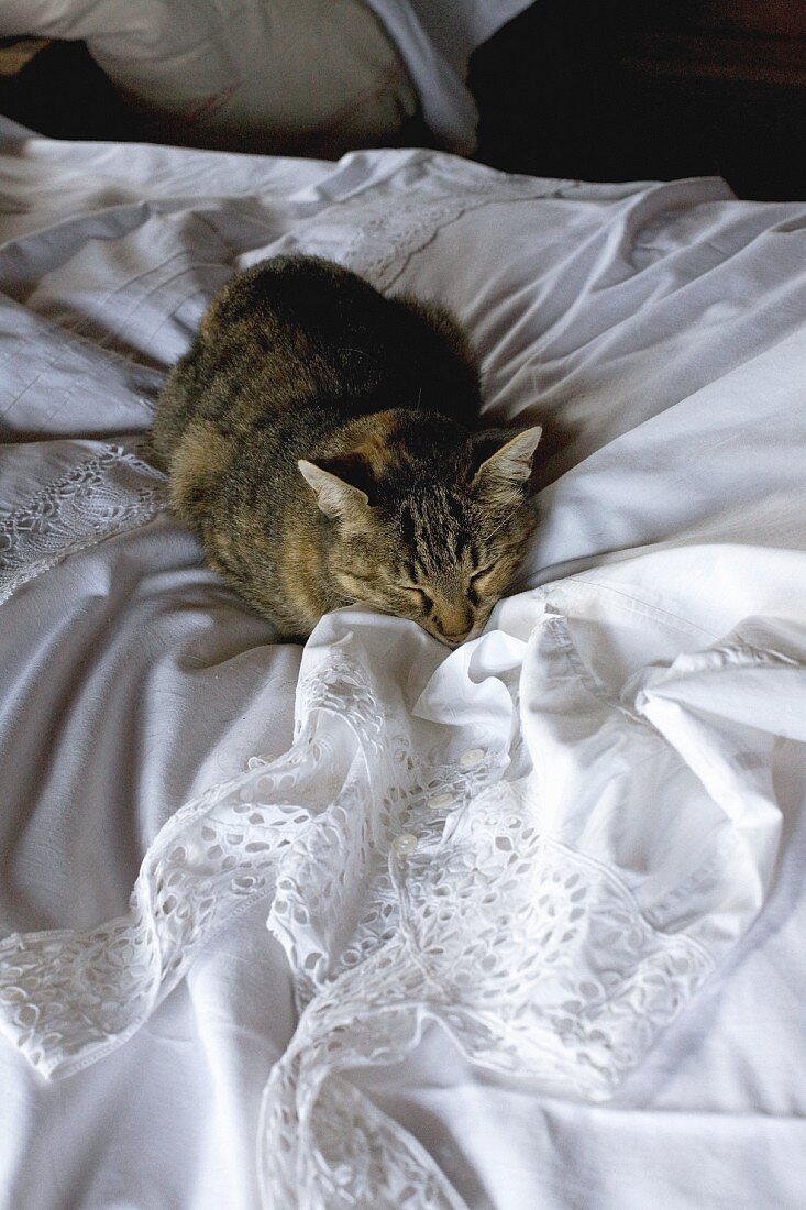 House cat sitting on white bed linen on bed