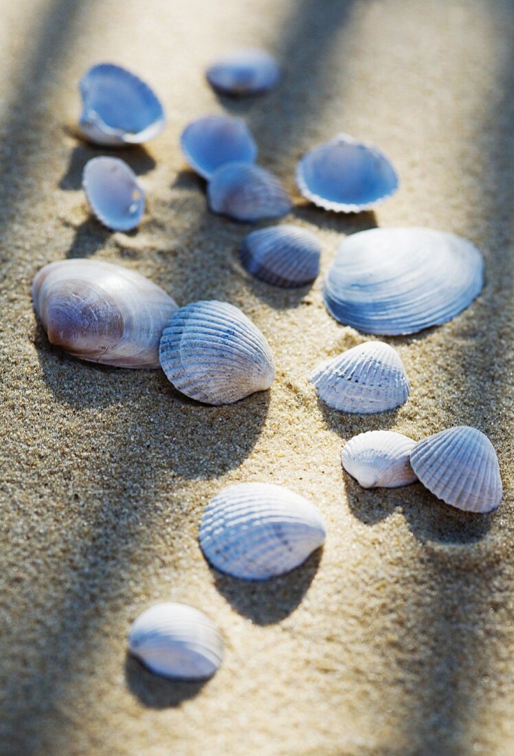 Muschelschalen im Sand