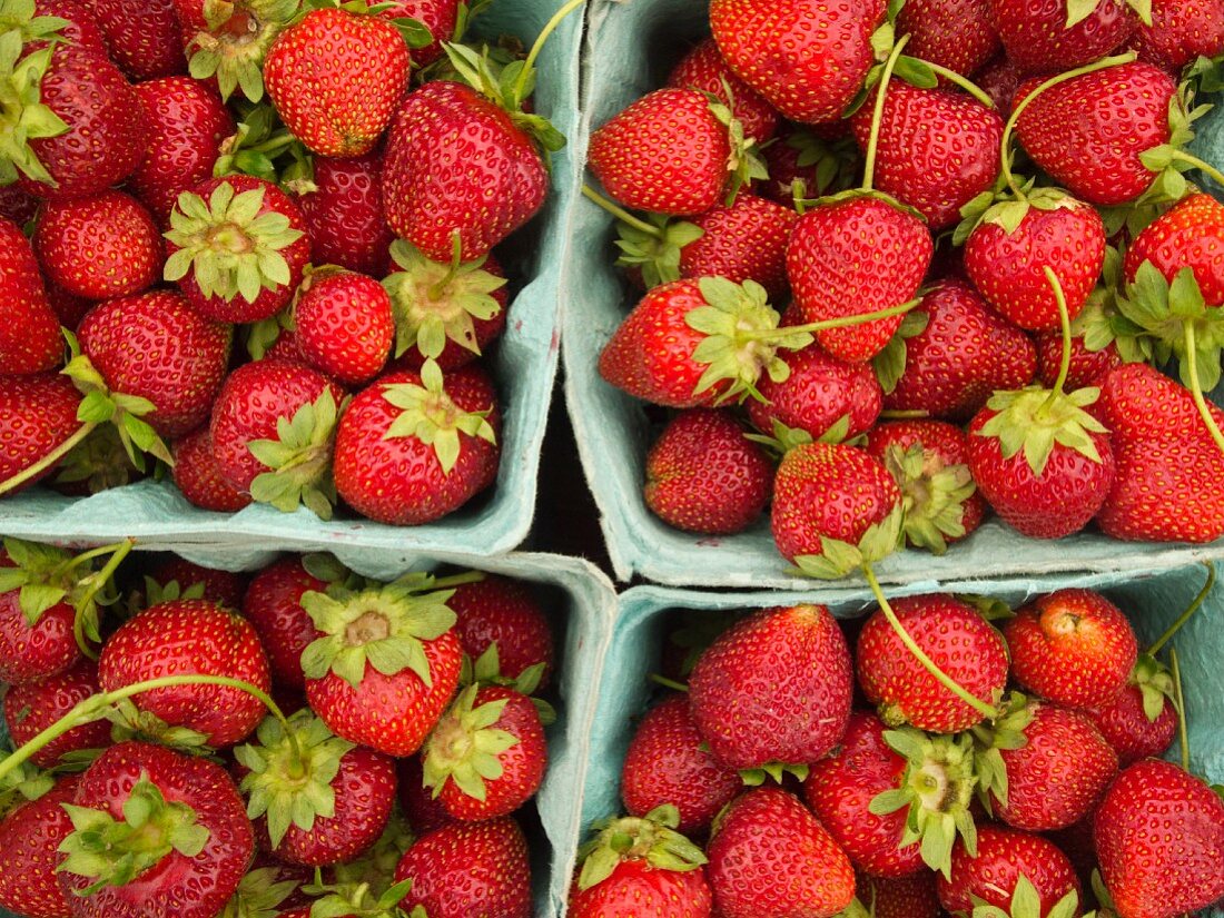 Erdbeeren in Pappschälchen auf einem Bauernmarkt in Princeton, New Jersey