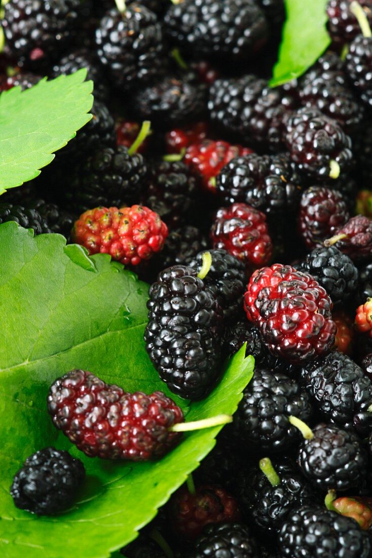 Frische Maulbeeren mit Blättern