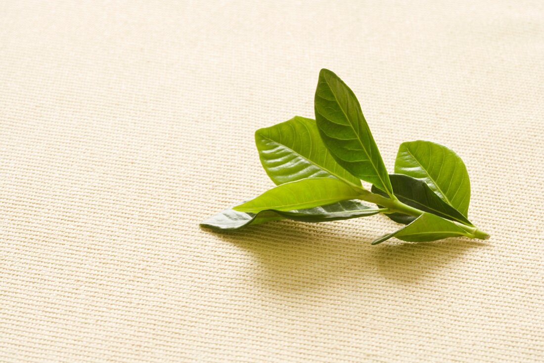 Fresh tea leaves