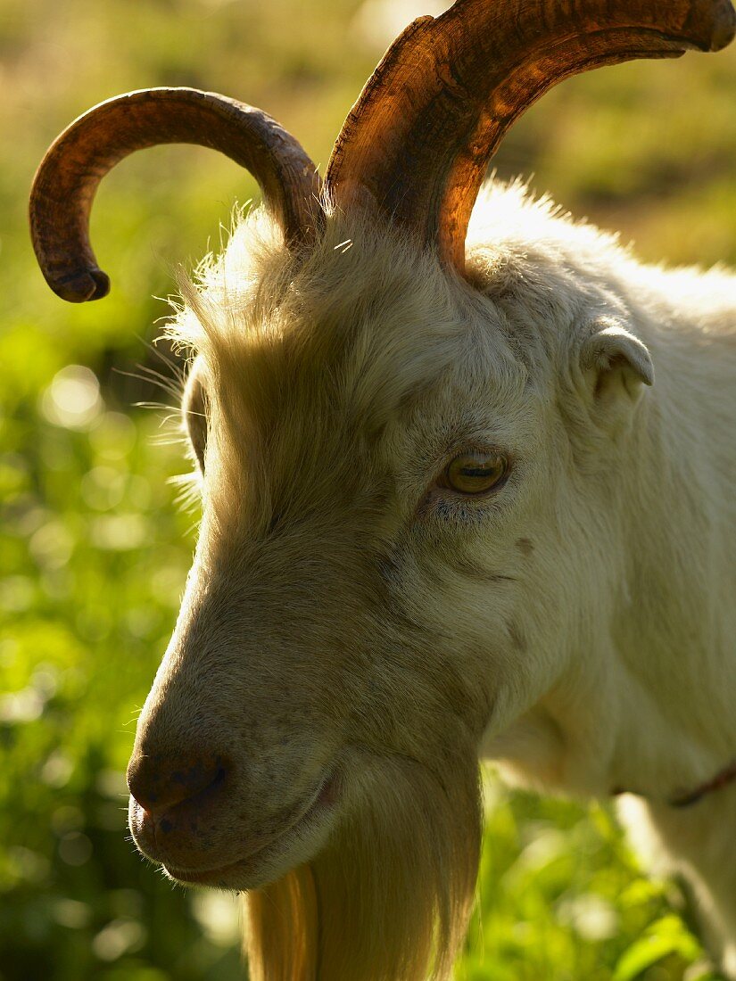 Goat with Horns; Outdoors