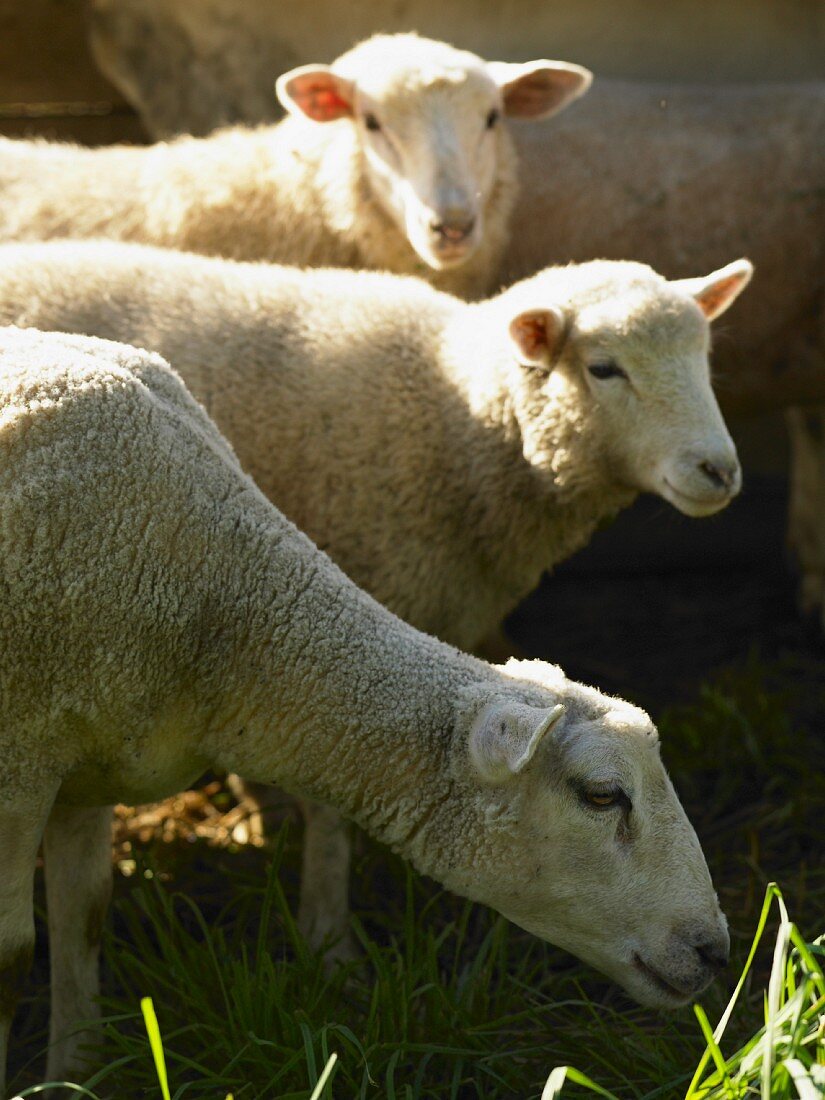 Schafe beim Grasen