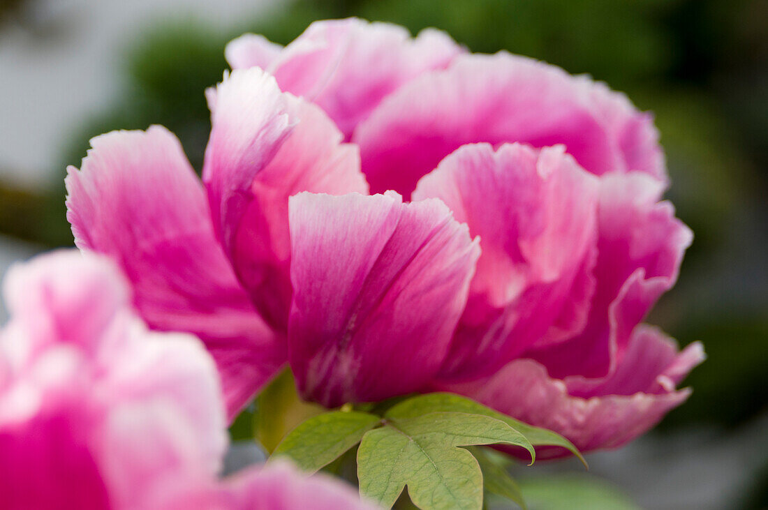 Peonies (Paeonia) in bright pink with blurred background