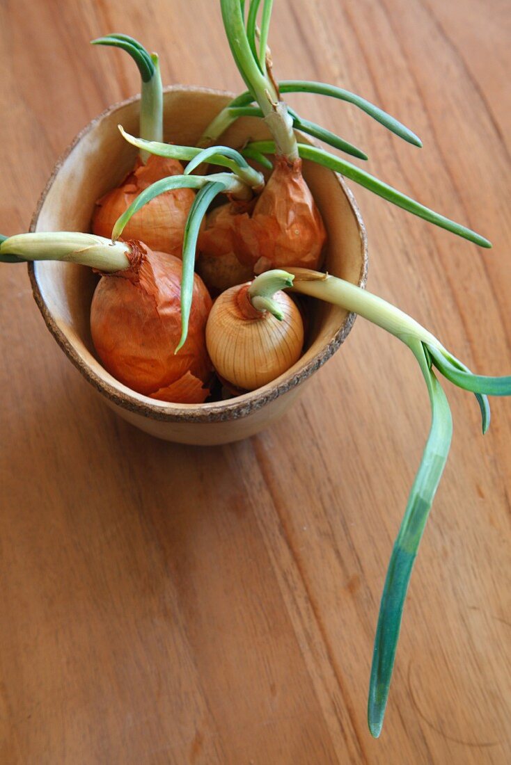 Sprouting onions in pot