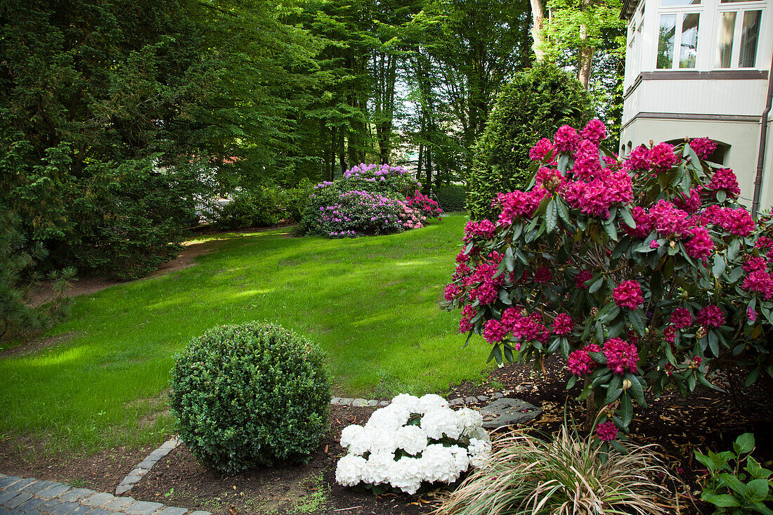 Blühende Rhododendren und Arrangement aus Gartensträuchern vor Haus