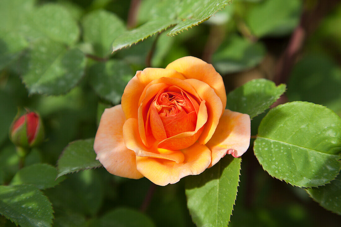 Orange-coloured rose (Rosa) surrounded by green leaves in the garden