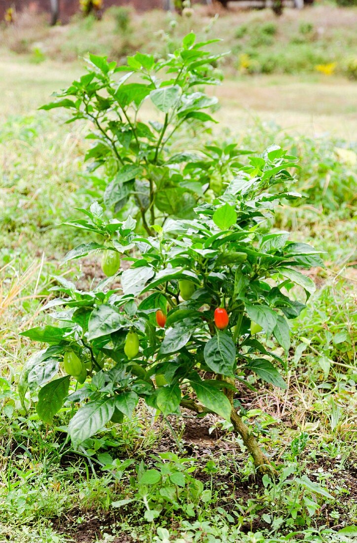Chilischoten an der Pflanze (Martinique)