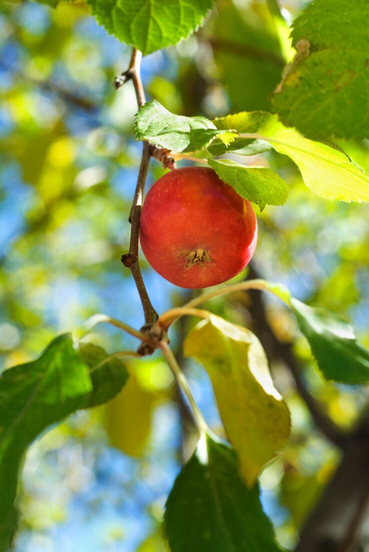 Ein roter Apfel am Baum
