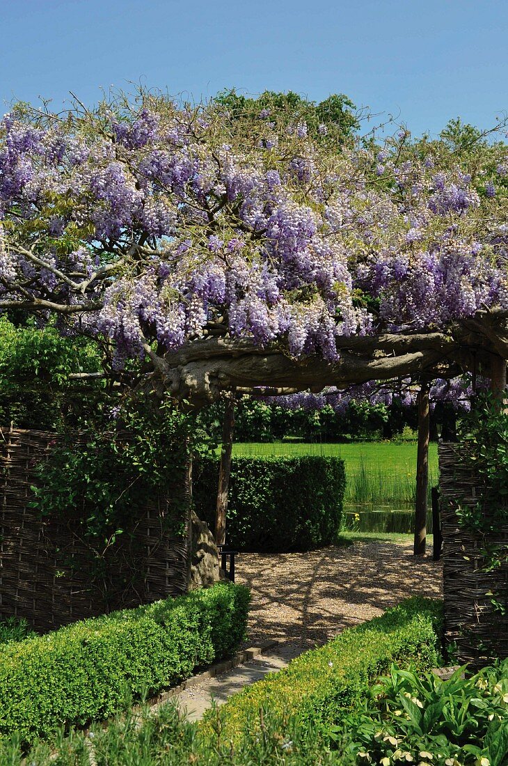 Blühende Wisteria über einer Pergola