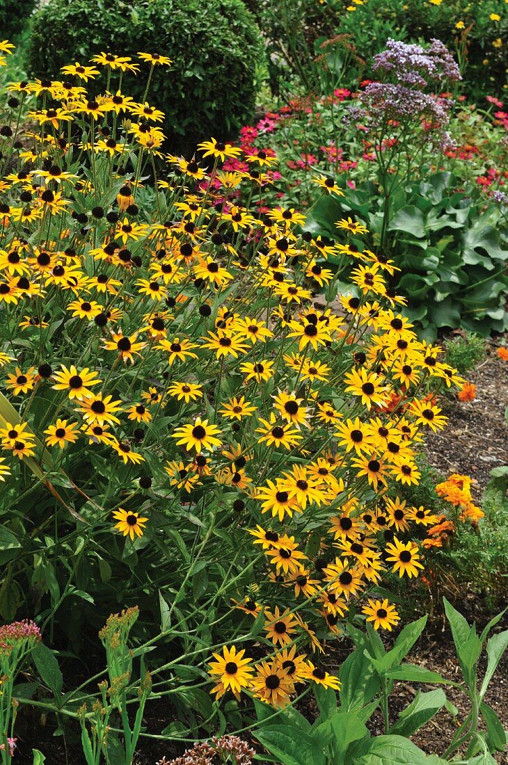 Rudbeckia in garden