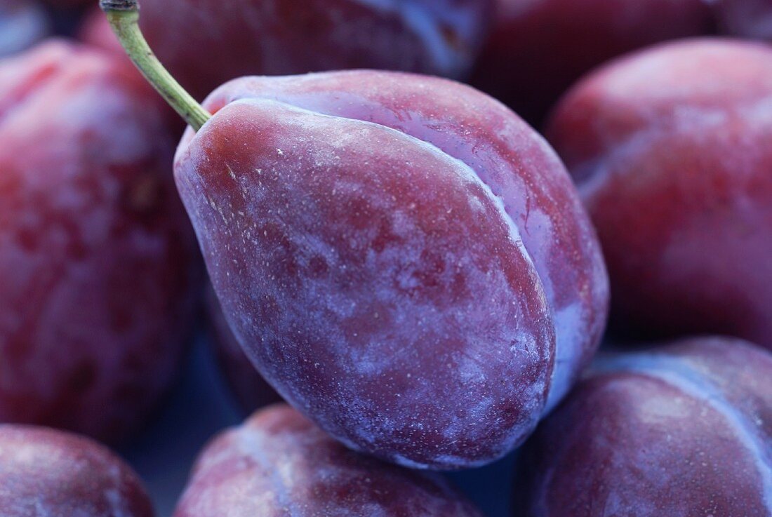 Damsons (close-up)