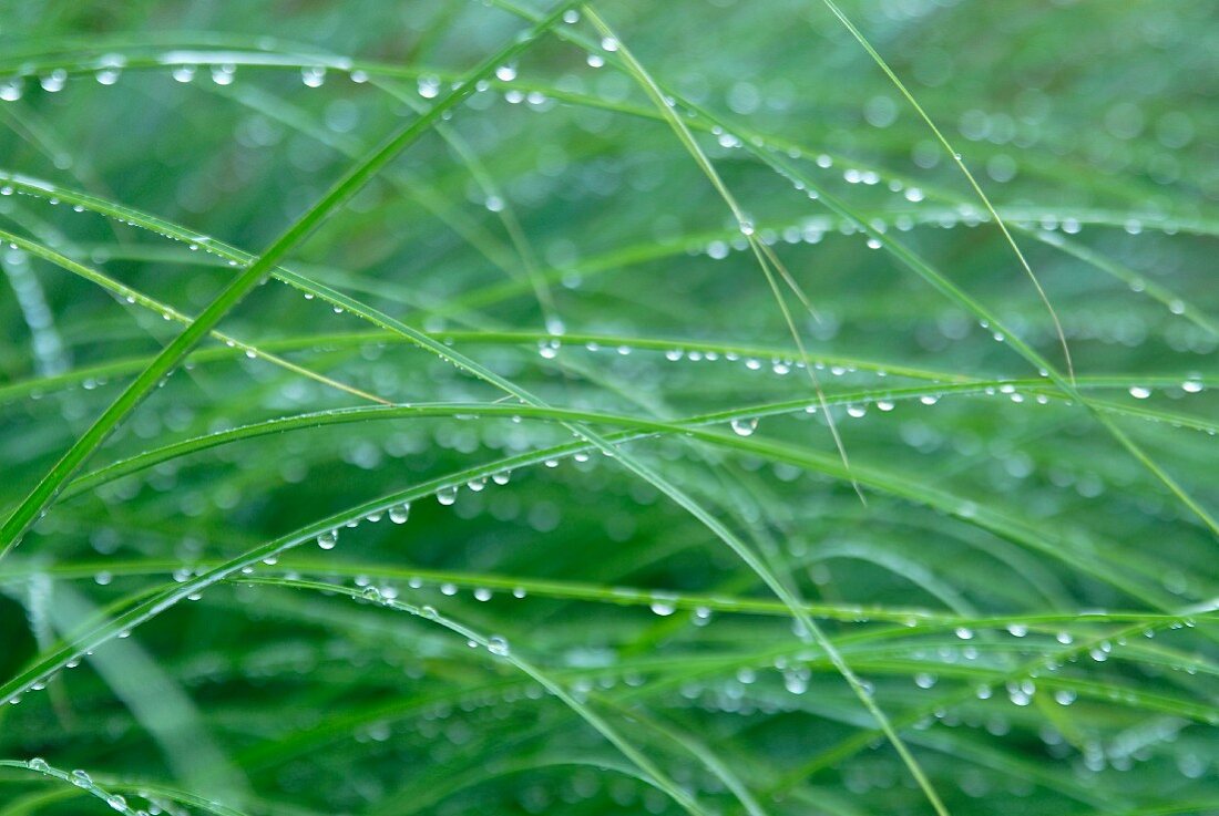 Water droplets on grass