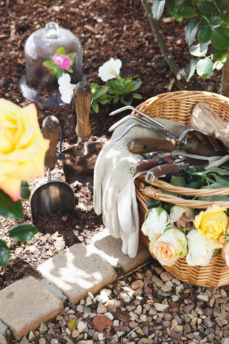 Basket of roses and various garden tools next to flower bed